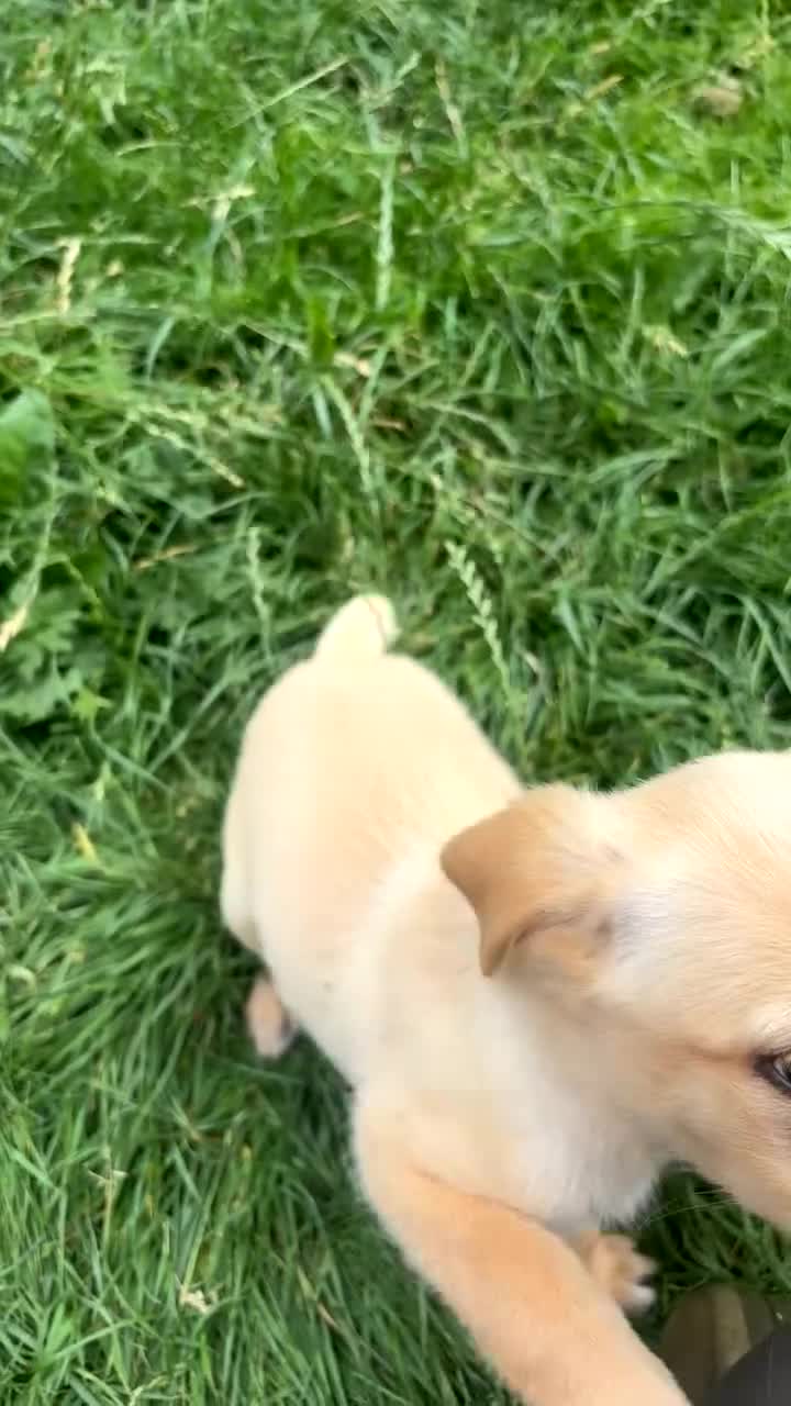 Springador dogs for sale: Springador puppies, one girl available - Video 1