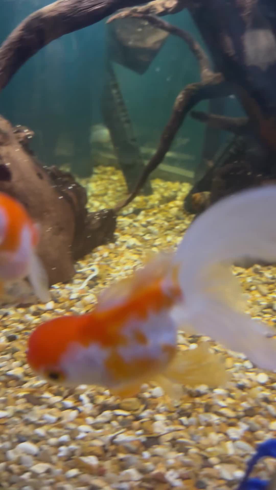 Goldfish fish for sale: Mix of Fish - Video 1