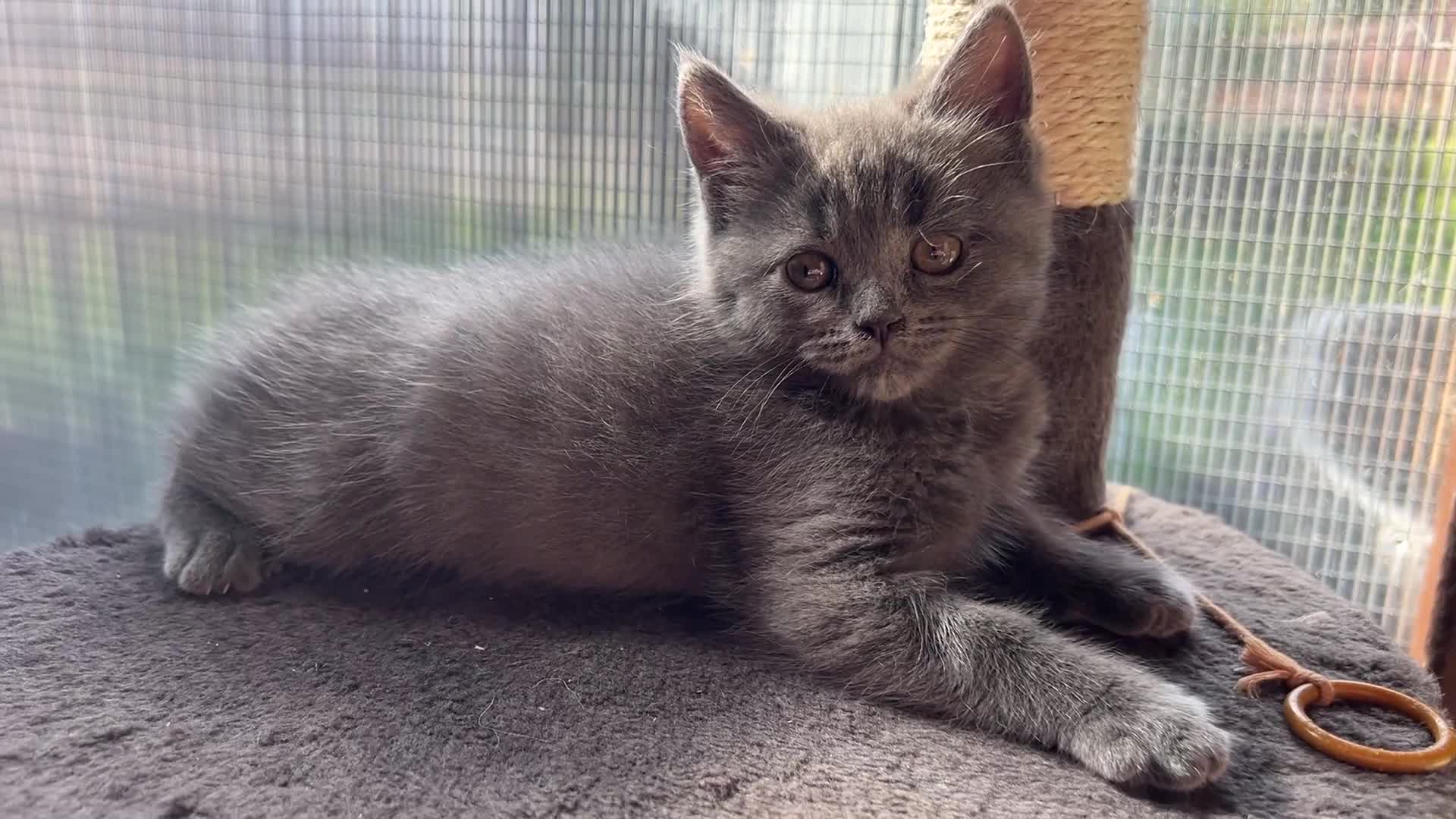 Mixed Breed cats for sale: 😍MAINE COON MIX BRITISHSHORTHAIR😍 in Southampton - Video 2