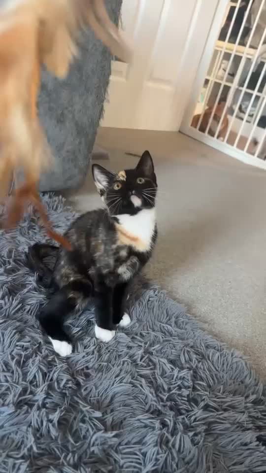 Mixed Breed cats for sale: Half ragdoll kittens  - Video 1