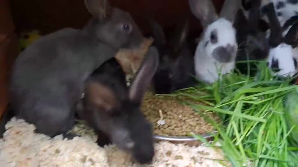 English rabbits for sale: Yurvac vaccinated purebred baby English rabbits! - Video 1