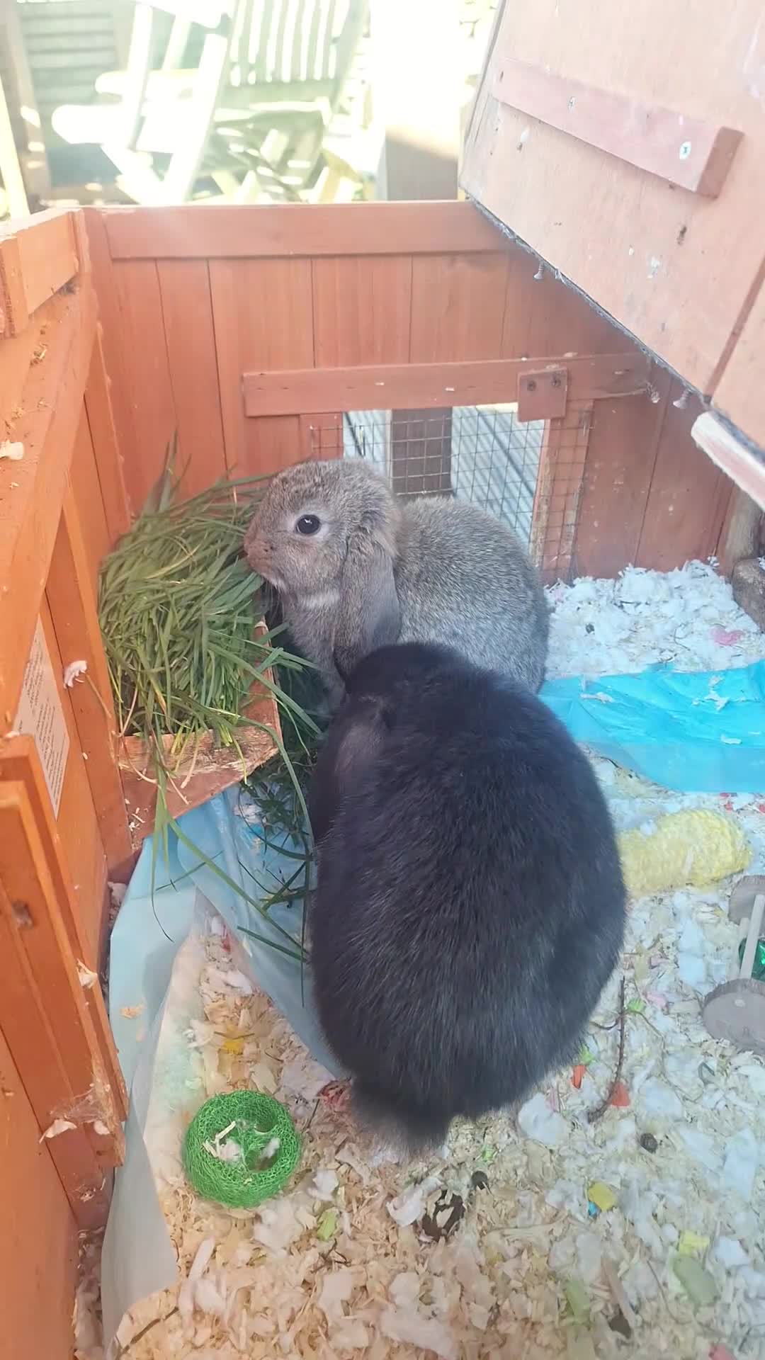 Mixed Breed rabbits for sale: 2 x Rabbits  - Video 1