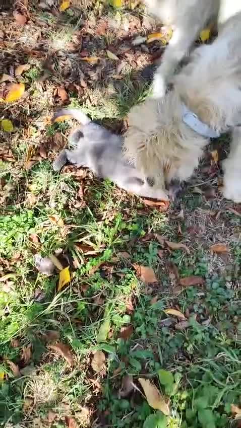 Mixed Breed dogs for adoption: Randolph, 2 - 3 yrs. Available for adoption. - Video 3