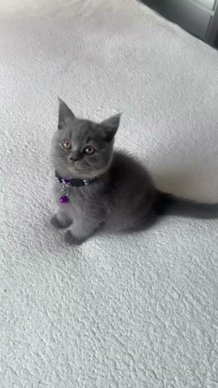 British Shorthair cats for sale: British Short hair kittens for Sale  - Video 2