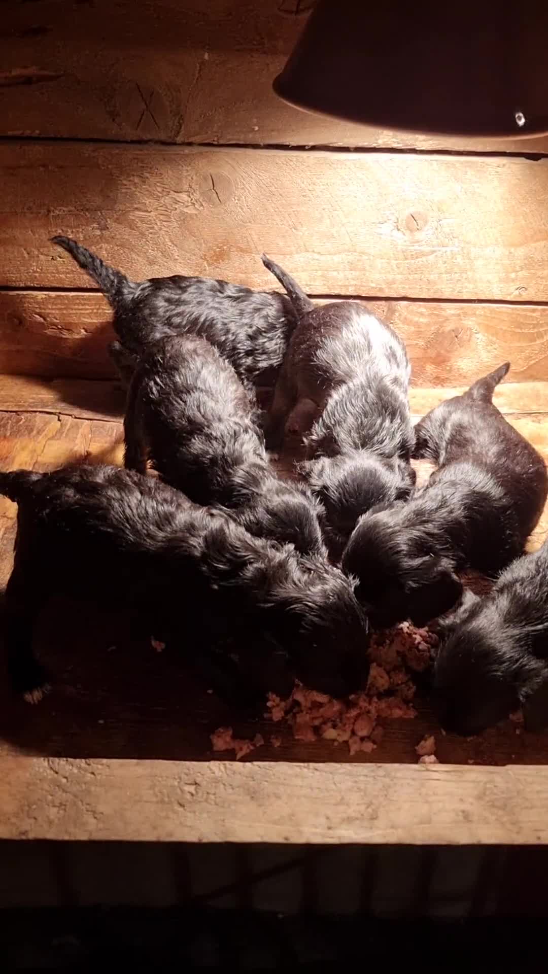 Jackapoo dogs for sale: Jackapoo puppies - Video 1