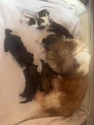 Shih Tzu dogs for sale: 5Shih Tzu boy and 1 girl looking new home  - Video 1