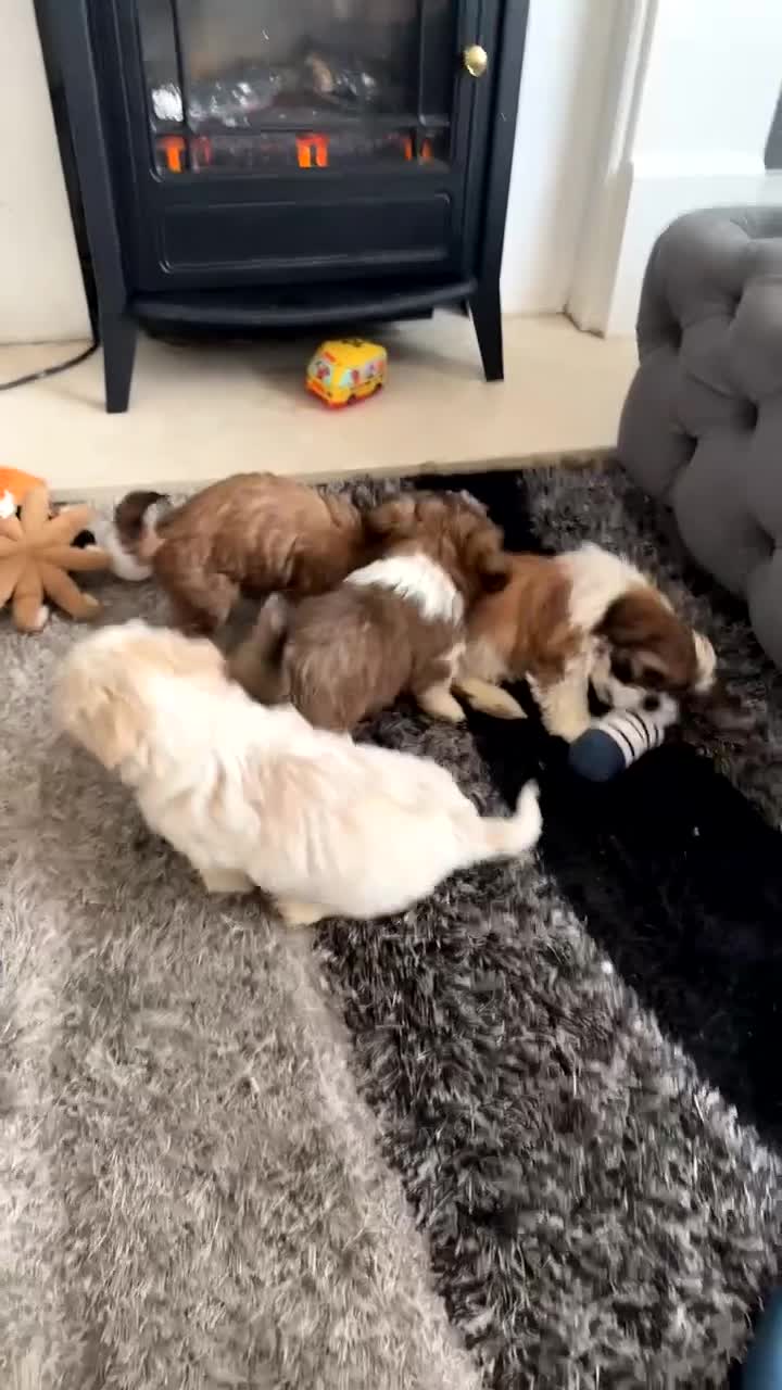 Shih Tzu dogs for sale: Stunning imperial shih tzu puppies  - Video 2