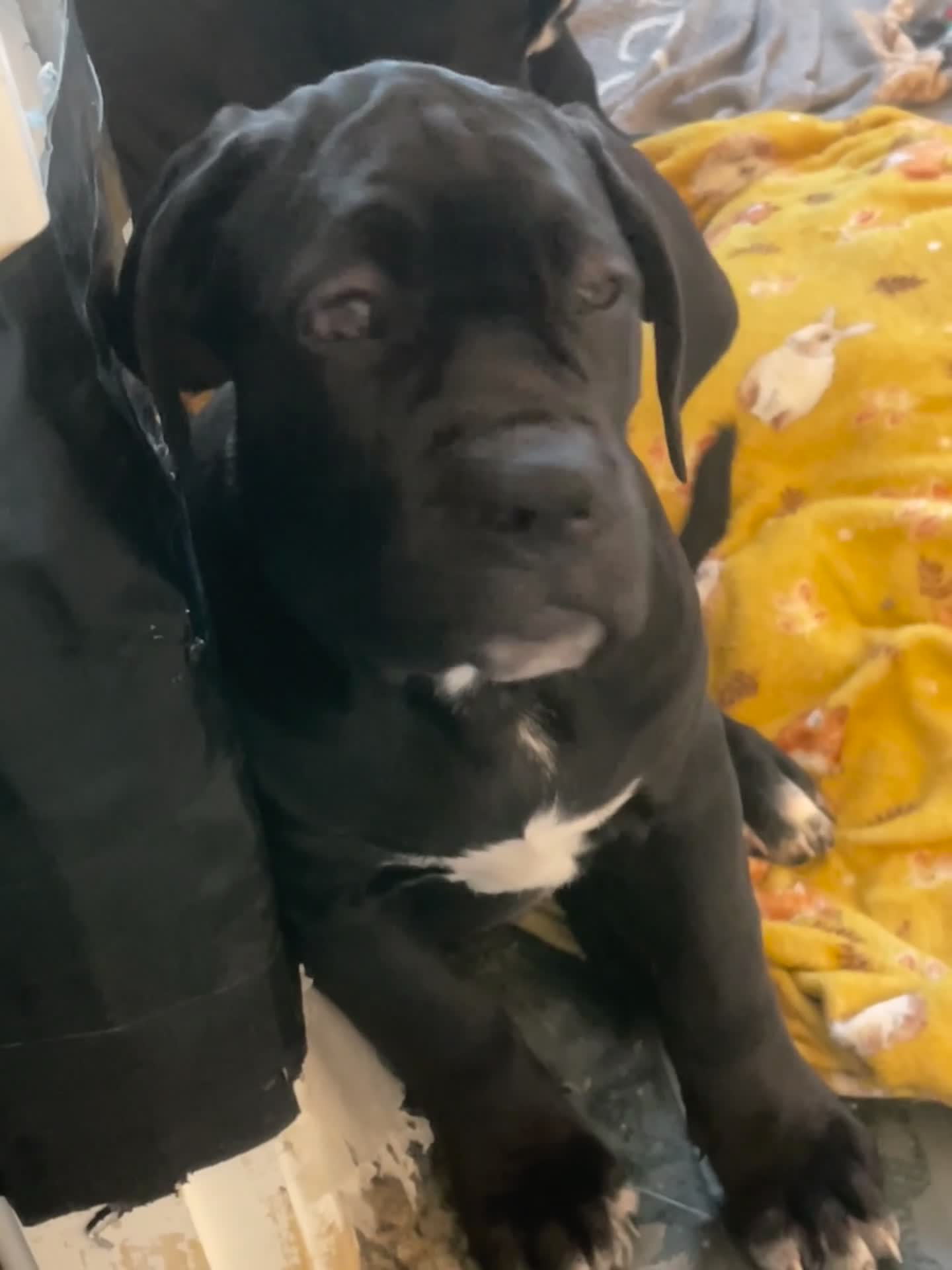 Cane Corso dogs for sale: Yuki x Aries Russian champ bloodline Puppies - Video 2