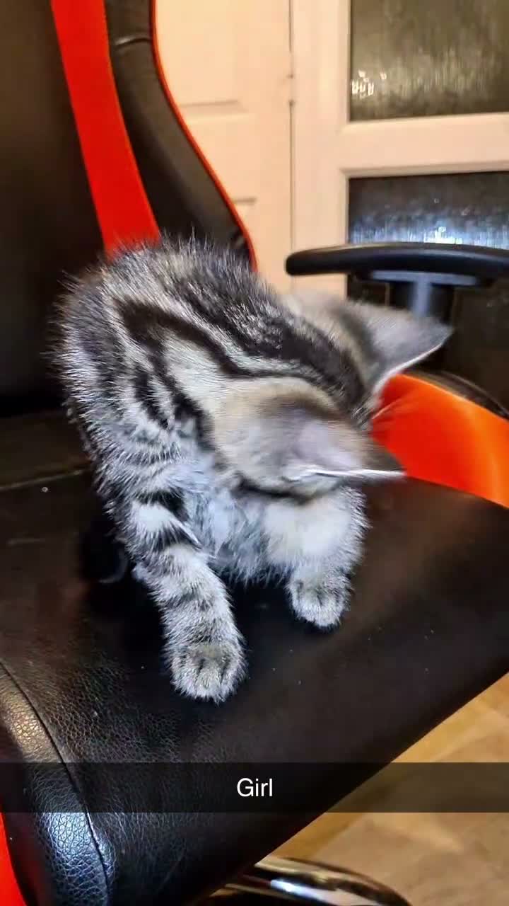 Mixed Breed cats for sale: Mother and 5 kittens  in Reading - Video 2
