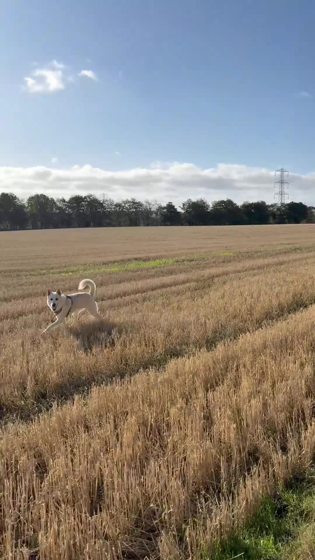 Shepsky dogs for sale: Marshall  - Video 1