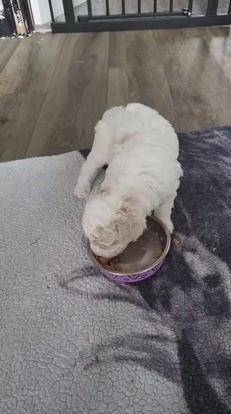 Poochon dogs for sale: Poochon puppy  - Video 2
