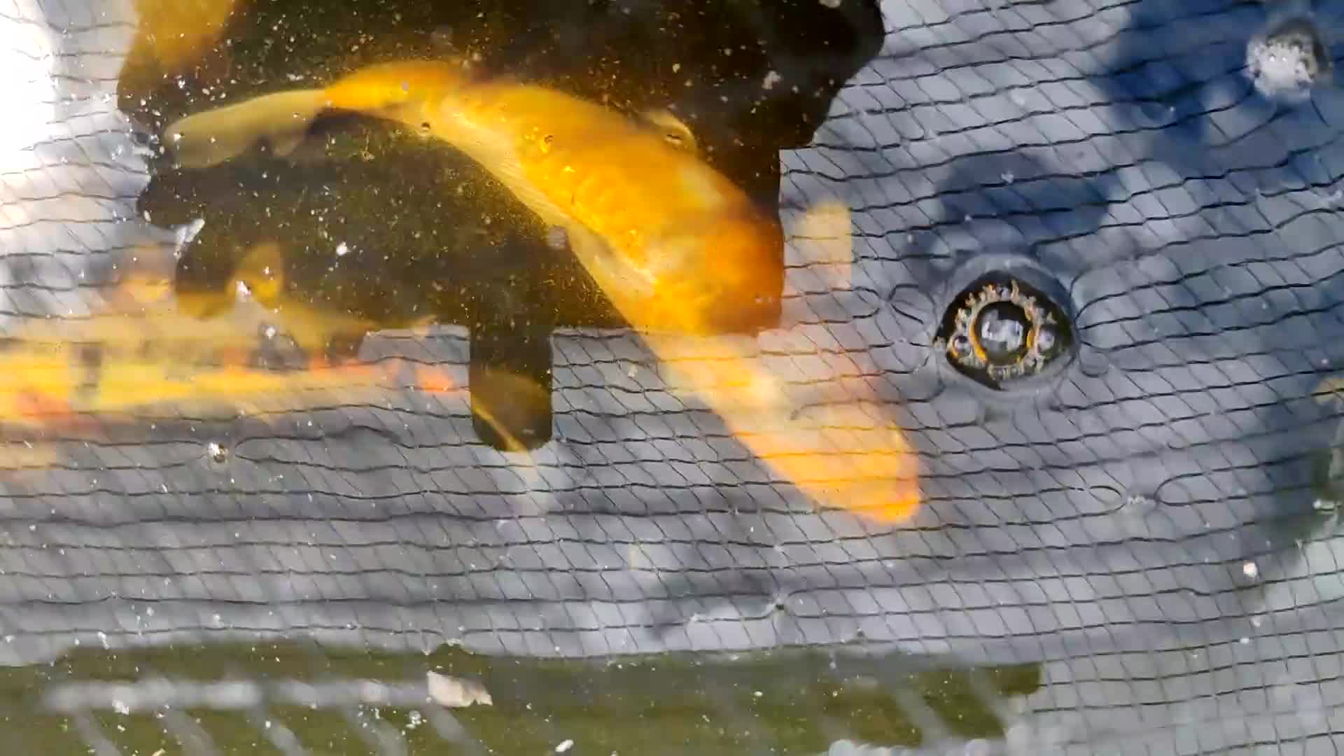 Koi Carp fish for sale: KOI FOR SALE - Video 2