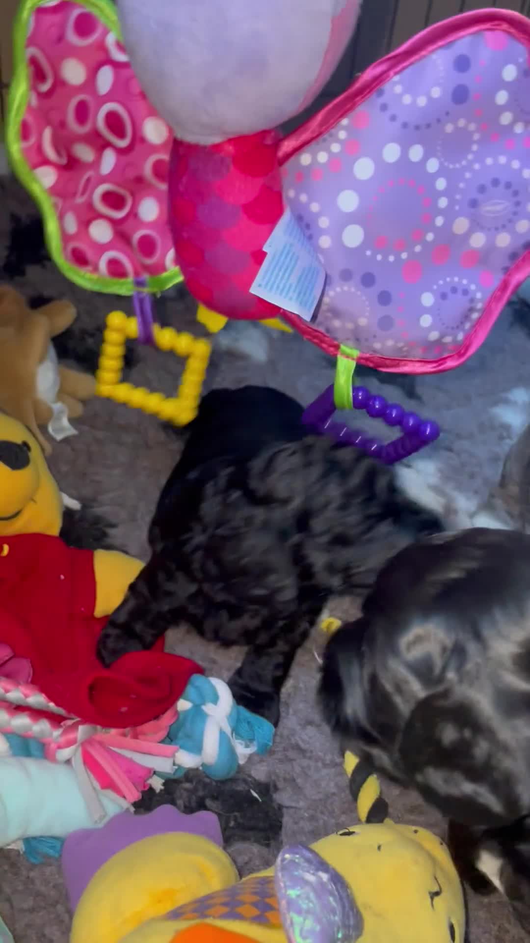 Cockapoo dogs for sale: Cockapoo  - Video 2