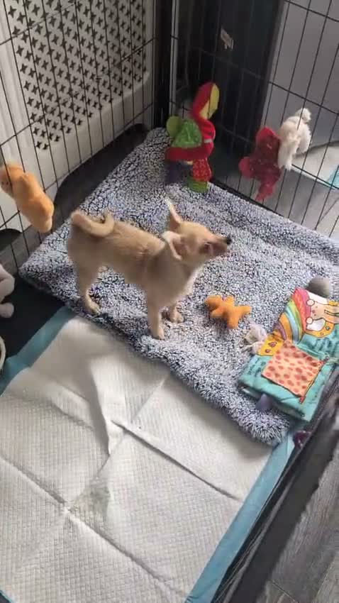 Mixed Breed dogs for sale: Chihuahua x Pomeranian spitz puppy  - Video 1