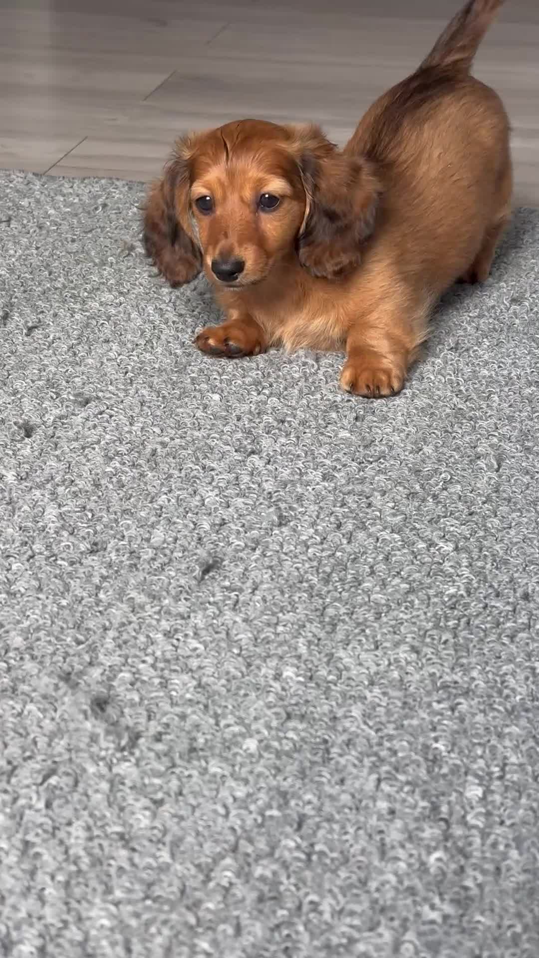 Miniature Dachshund dogs for sale: REDUCED gorgeous shaded cream female ready now  - Video 1
