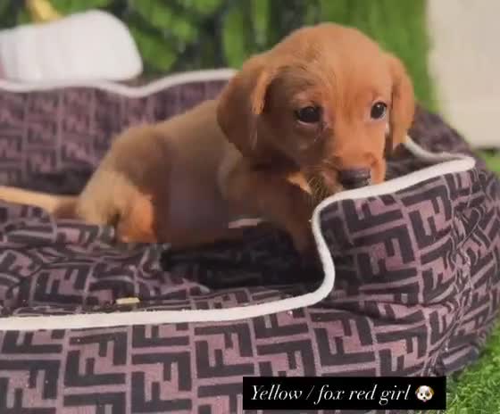 Labrador Retriever dogs for sale: Labrador pups  - Video 5