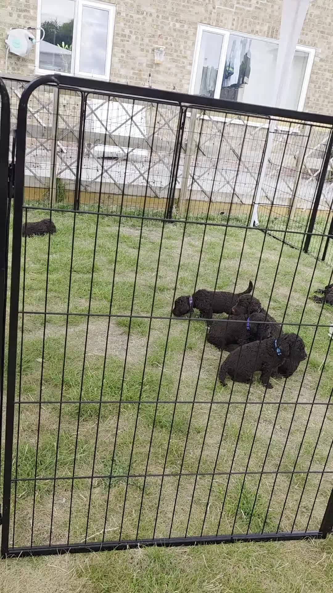 Newfypoo dogs for sale: 🐾 Beautiful Newfypoo x Standard Poodle Puppies 🐾 in Doncaster - Video 2