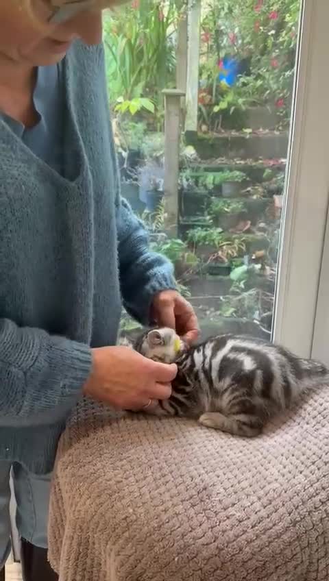 British Shorthair cats for sale: Beautiful registered British Shorthaired Kittens - Video 5