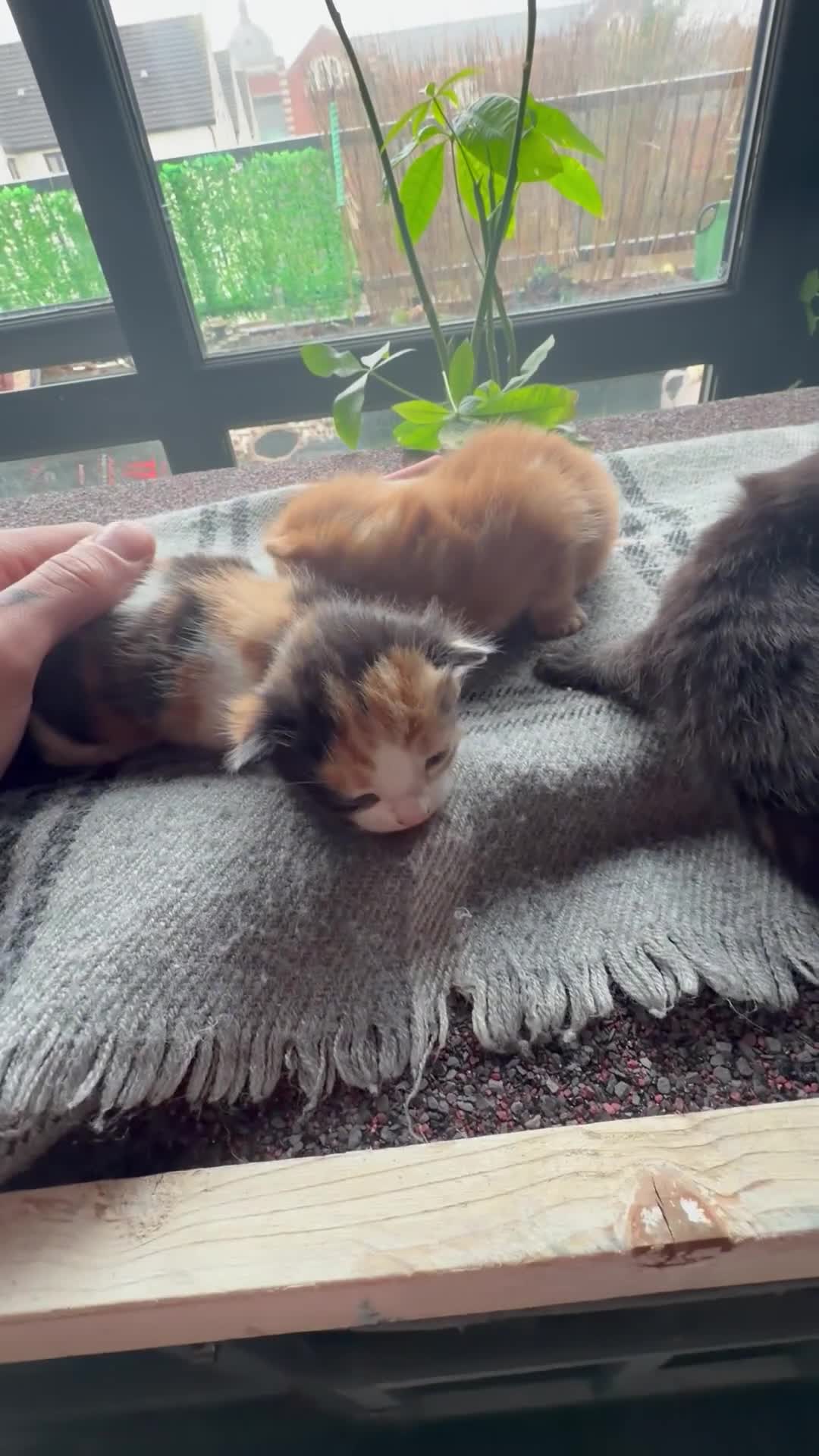 Domestic Shorthair cats for sale: 5 baby boy kittens, looking for forever homes in Southend-on-Sea - Video 2