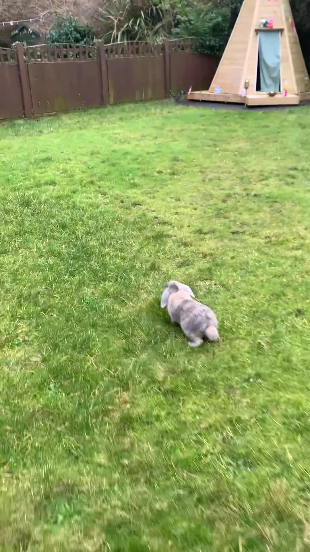 French Lop rabbits for sale: Female Rabbit  - Video 1