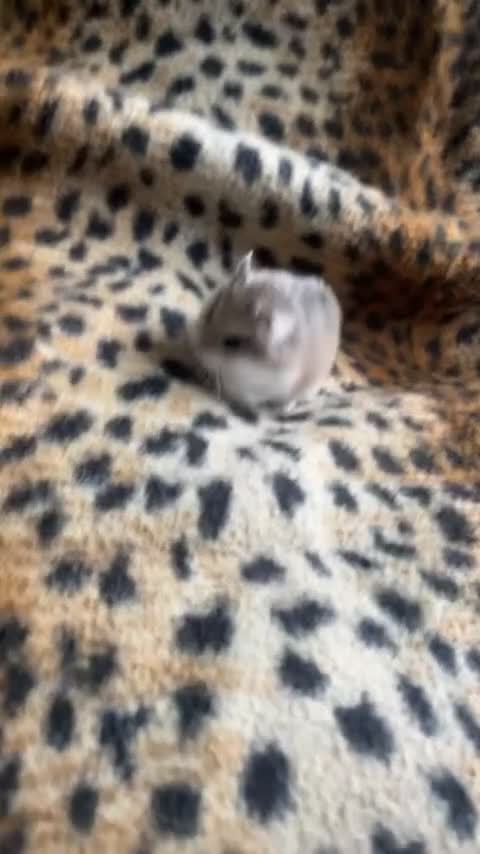 Hamster rodents for sale: Roborovski Dwarf Hamster  in Stockton-on-Tees - Video 2