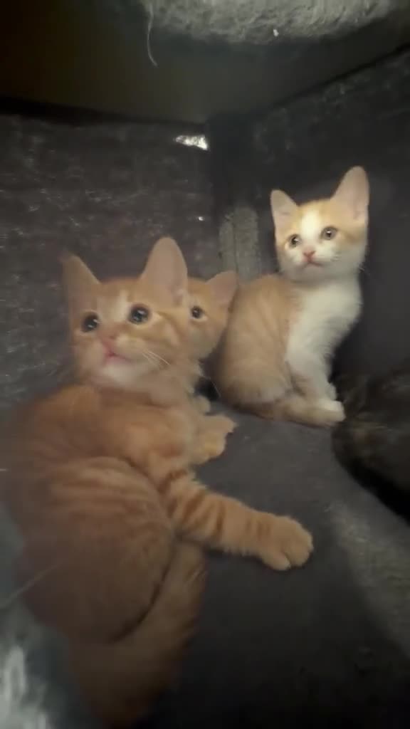 British Shorthair cats for sale: 3 BSH/ragdoll kittens🐾 in Luton - Video 3