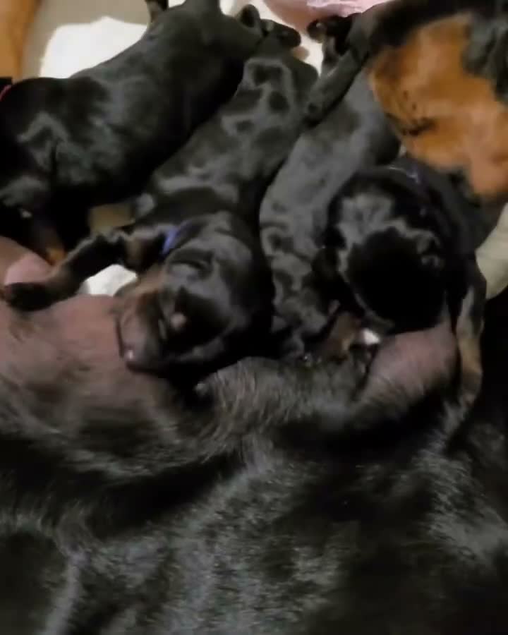 Dobermann dogs for sale: Lovely puppy sale  - Video 1