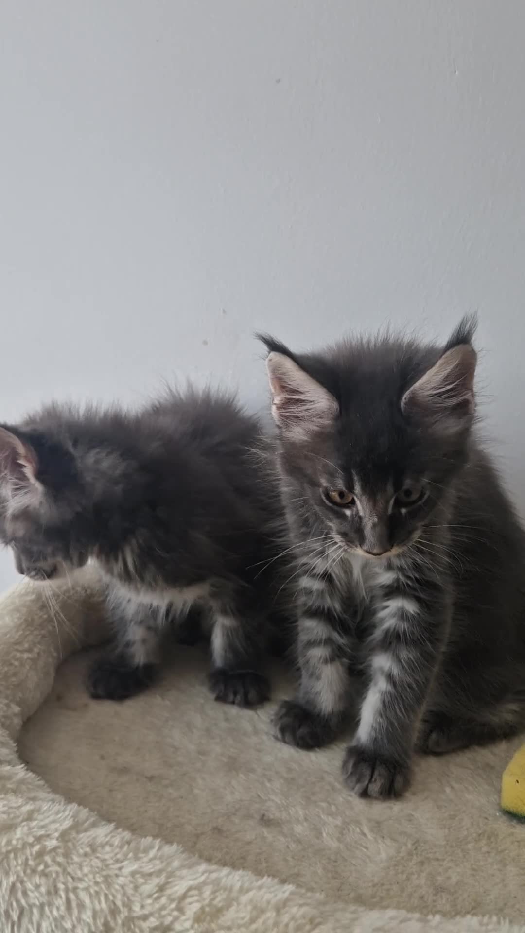 Maine Coon cats for sale: READY FOR COLLECTION  TICA registered kittens - Video 1