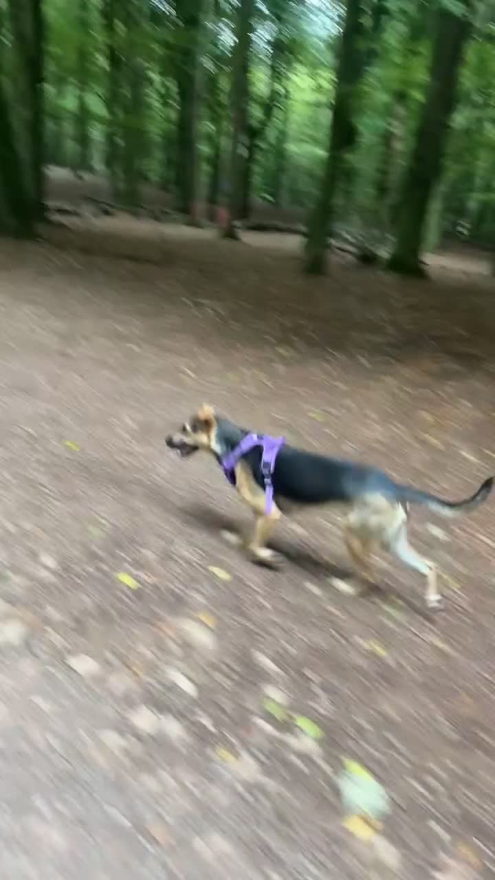 Mixed Breed dogs for sale: Are beautiful roxy - Video 1
