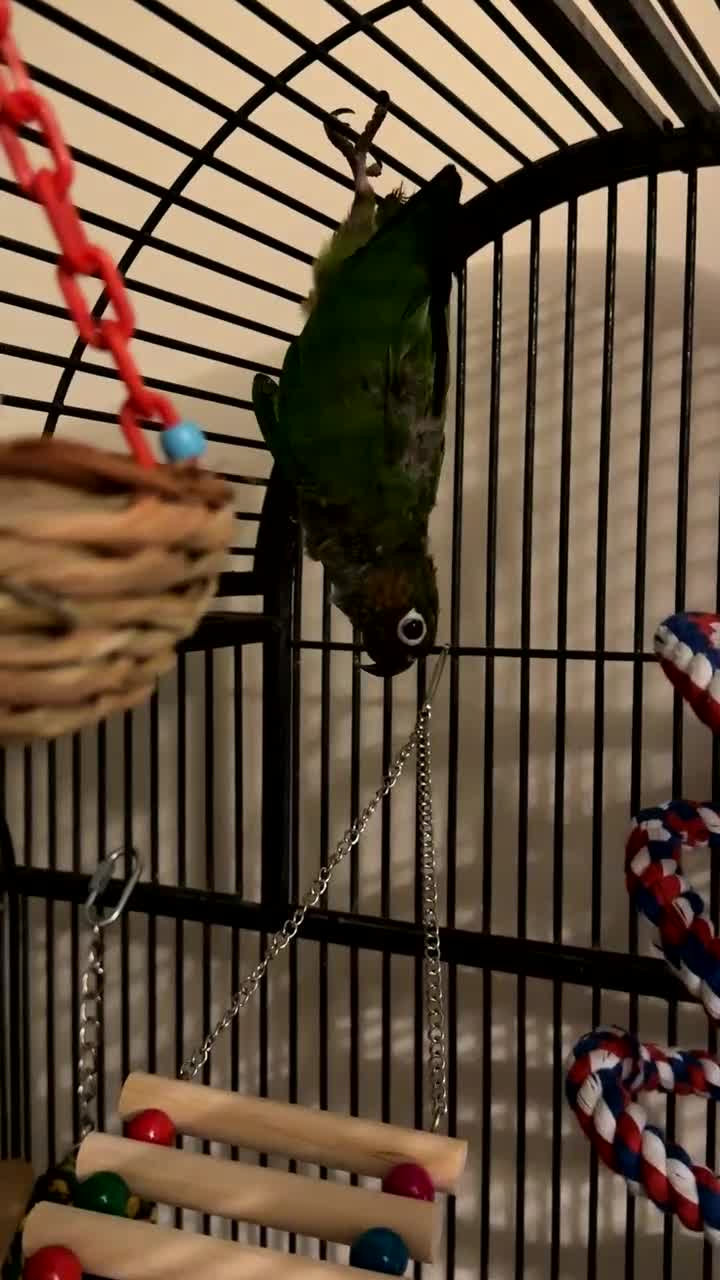Conures birds for sale: Female Conure  - Video 1