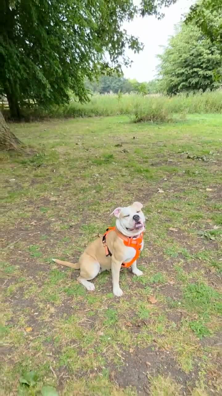 Alapaha Blue Blood Bulldog dogs for sale: Beautiful, 18 month Alapaha, pure breed  - Video 1