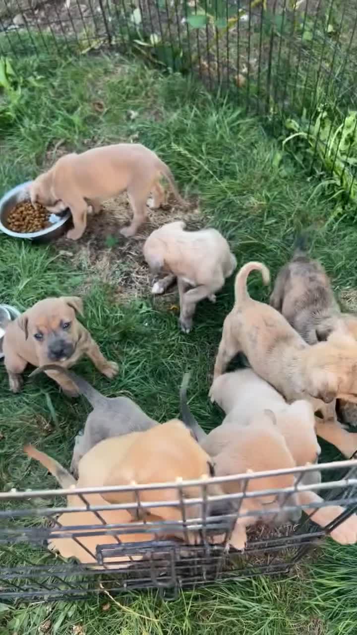 Mixed Breed dogs for sale: Outstanding terrier cross (bull Wheaton greyhound) - Video 1