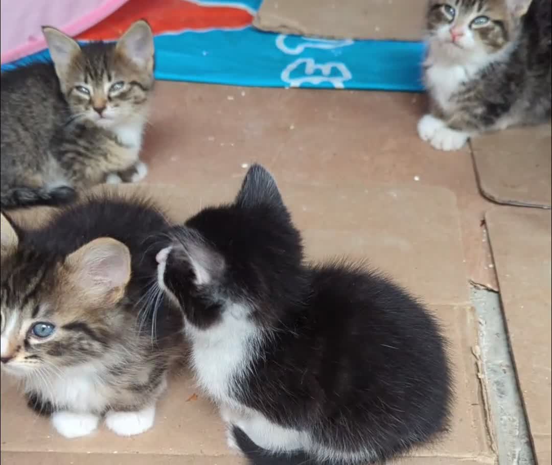 Domestic Shorthair cats for sale: 4 Playful Kittens Ready for Loving Homes!  - Video 4
