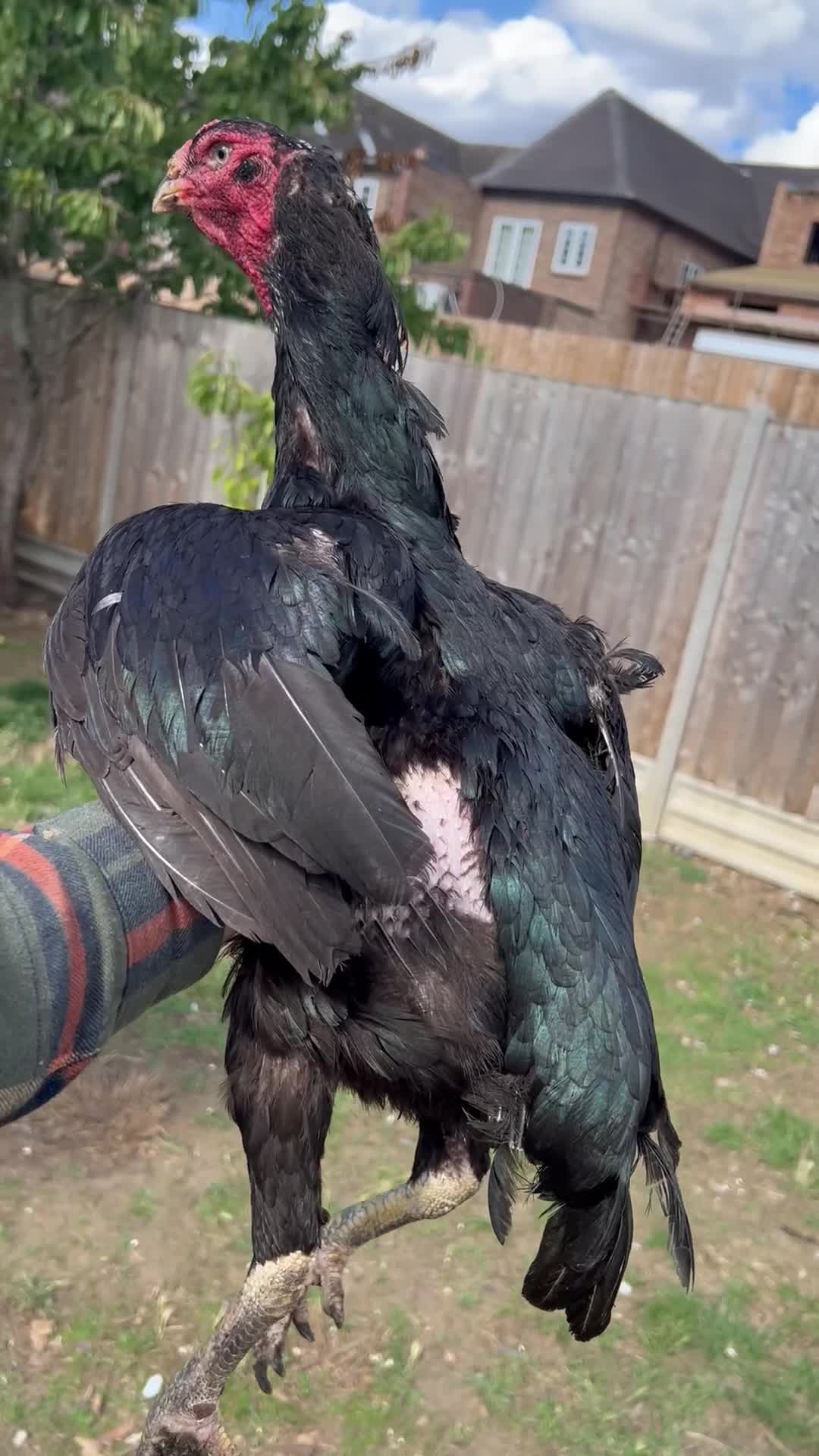 Chickens poultry for sale: Shamo aseel.  - Video 3