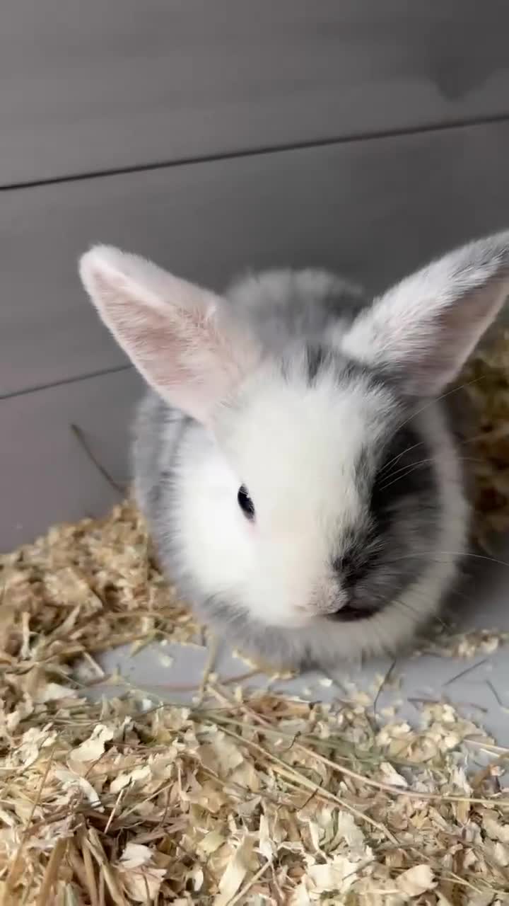 Lionhead rabbits for sale: 4 baby female rabbits for sale  - Video 1