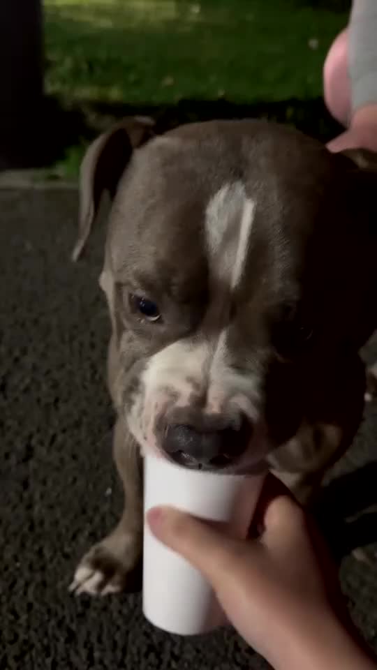 American Bulldog dogs for sale: American bulldog  in Lancaster - Video 1