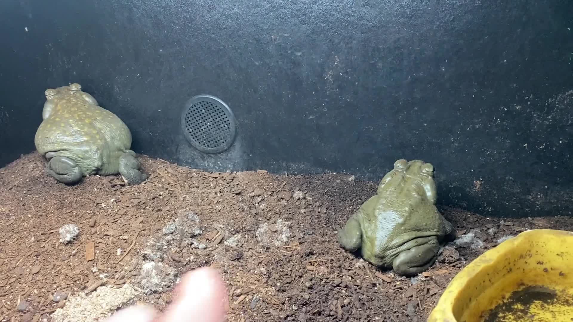 Toad reptiles for sale: Colorado river toads - Video 2