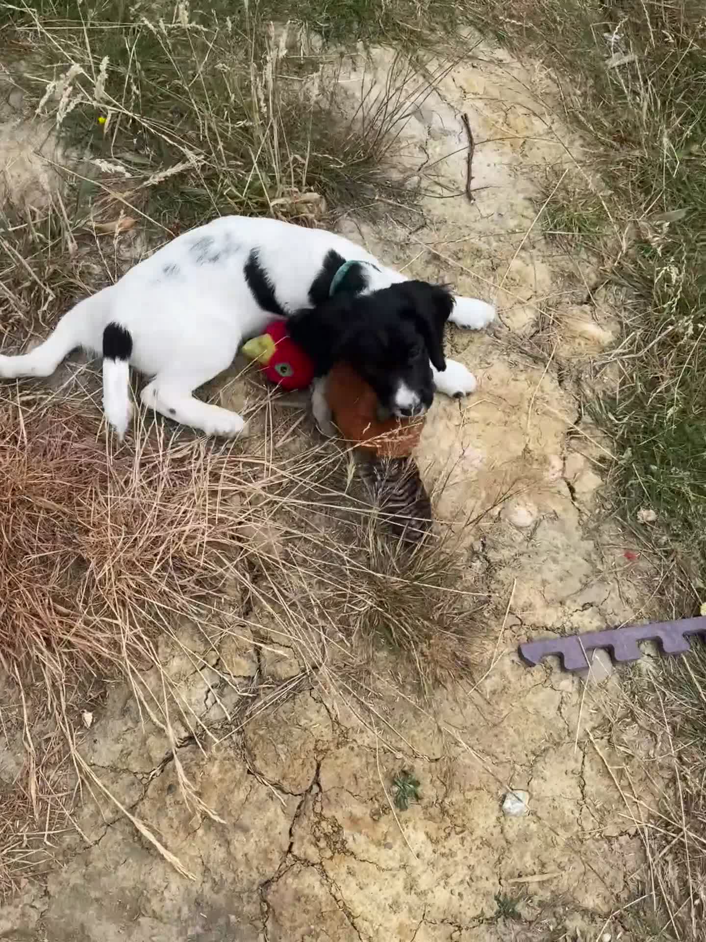 Sprocker dogs for sale: 3 Spaniel female puppies  in Mansfield - Video 5
