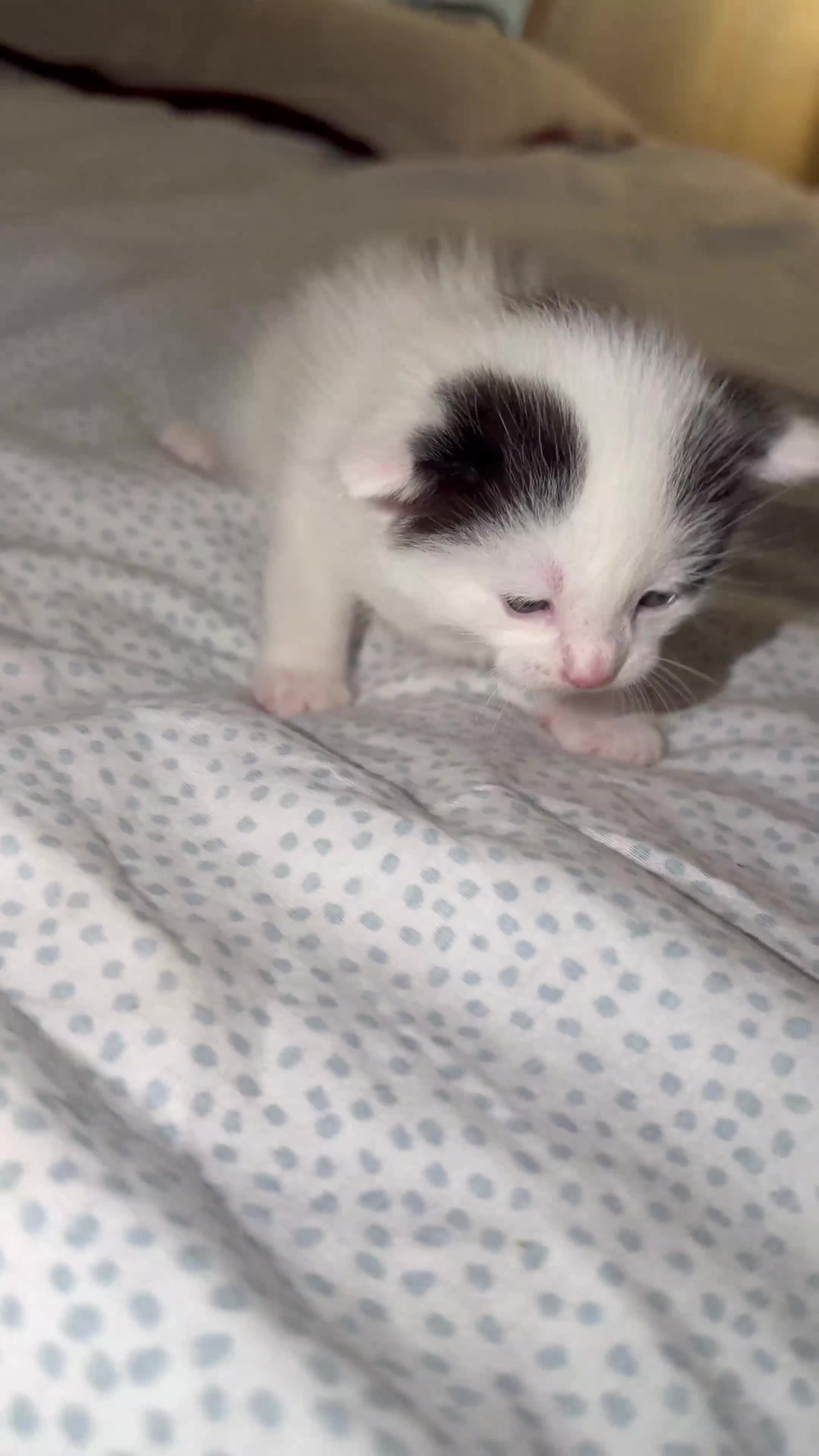 Ragdoll cats for sale: Ragdoll kittens for sale  - Video 4