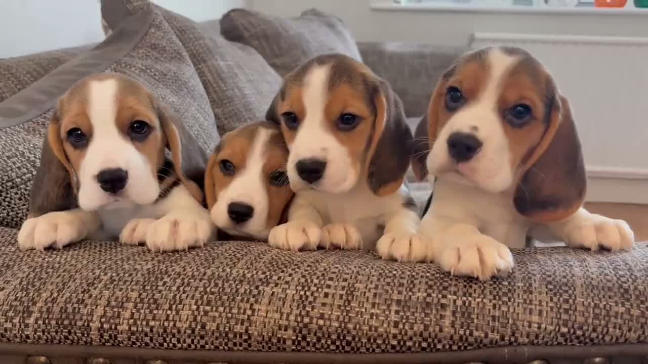 Beagle dogs for sale: Exceptional KC Beagle puppies  - Video 1