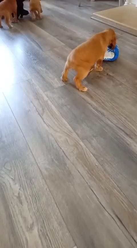 Cocker Spaniel dogs for sale: Ready now - Video 1