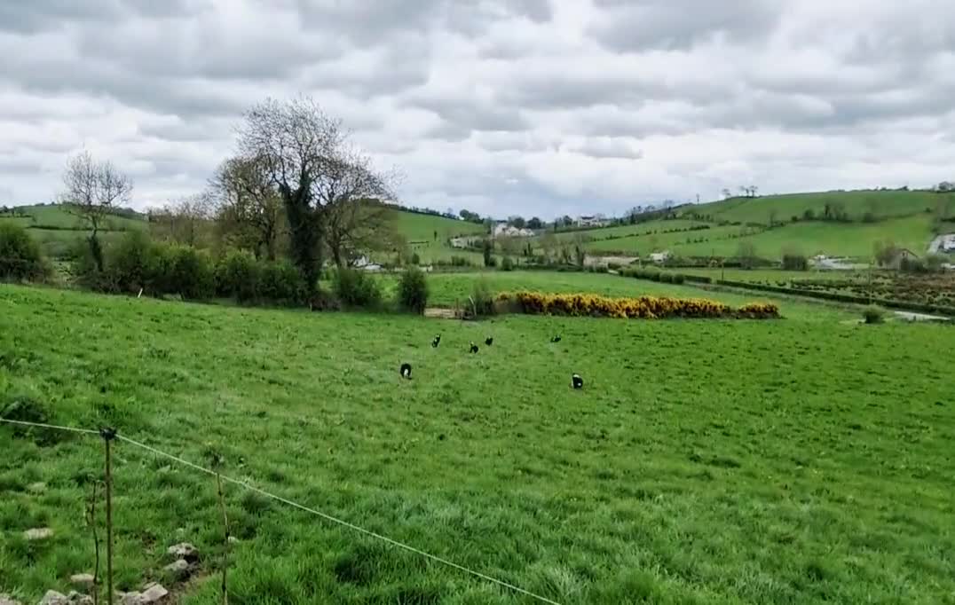 Border Collie dogs for sale: Beautiful 7 month old collie pups  in Newry - Video 1