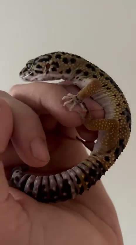 Leopard Gecko reptiles for sale: 10 month old Leopard Geko  - Video 3