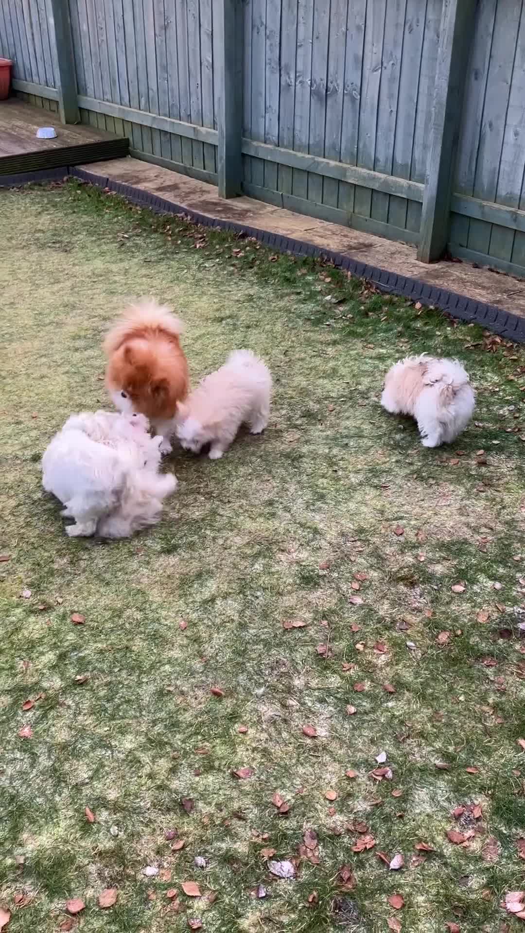 Mixed Breed dogs for sale: Malti-Pom Puppies - £1200 - 3 Left - Video 2