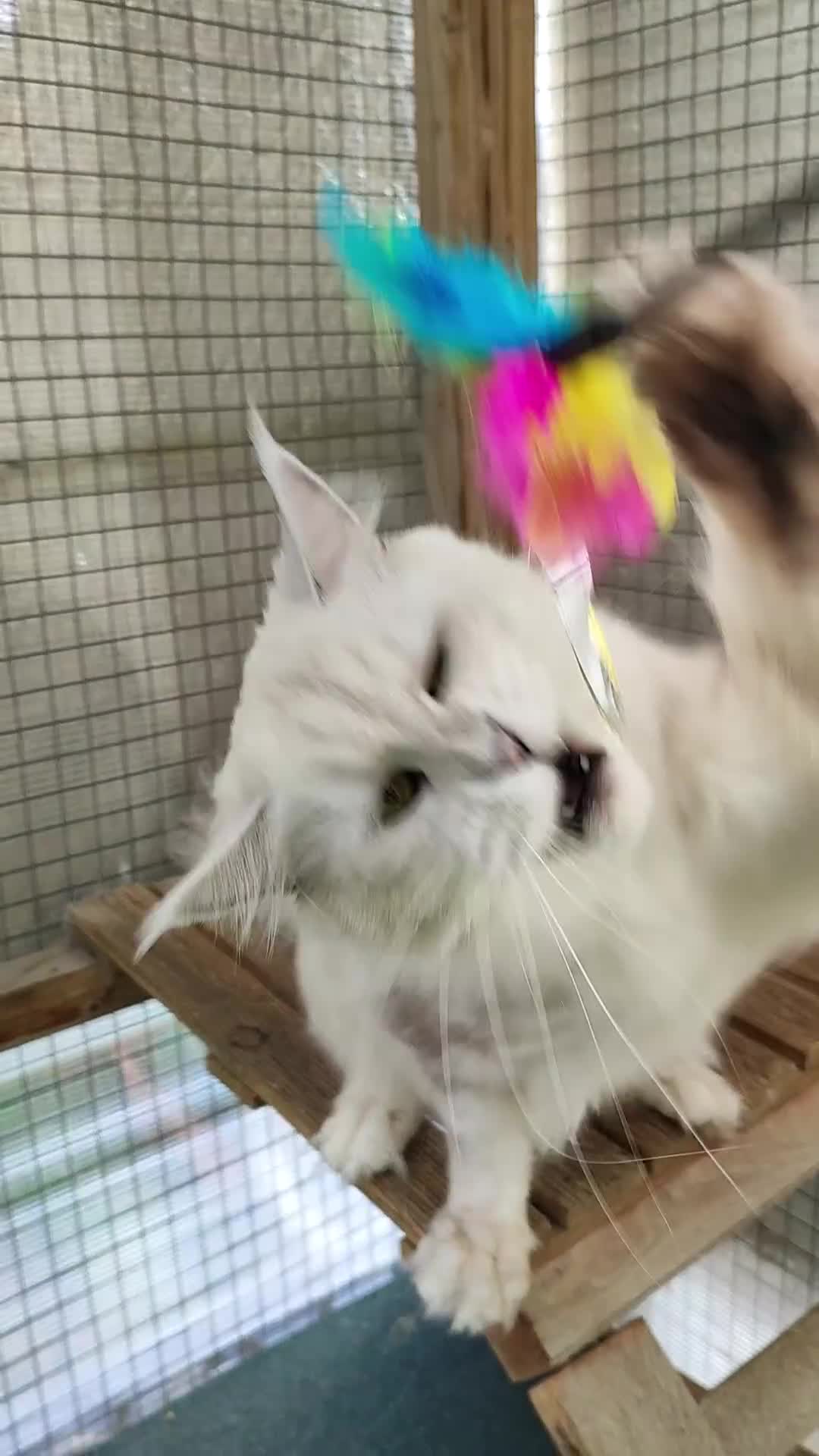 Maine Coon cats for sale: Beautiful NEUTERED girl XXL - Video 1
