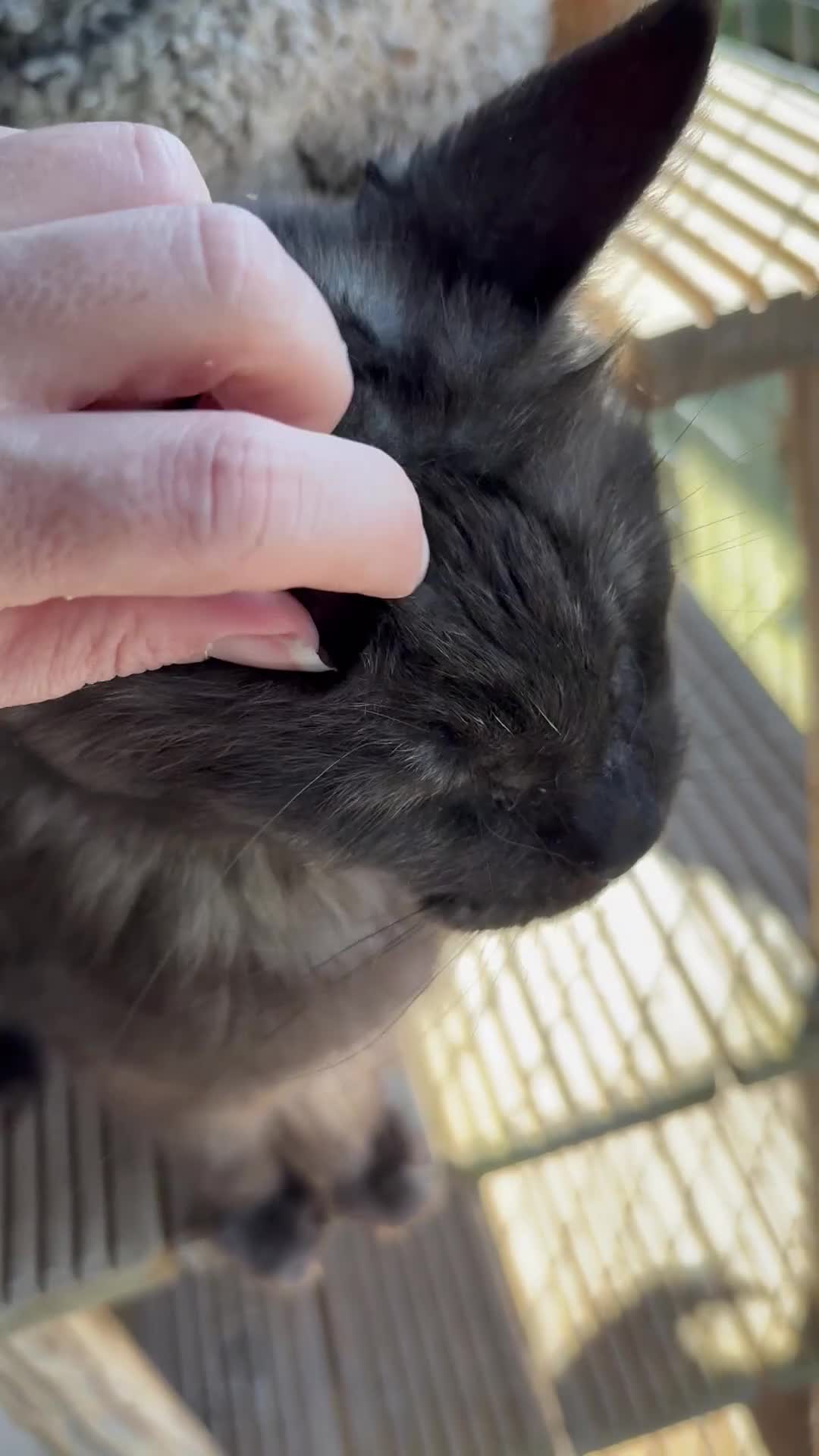 Maine Coon cats for sale: Mainecoon active black smoke queen - Video 1