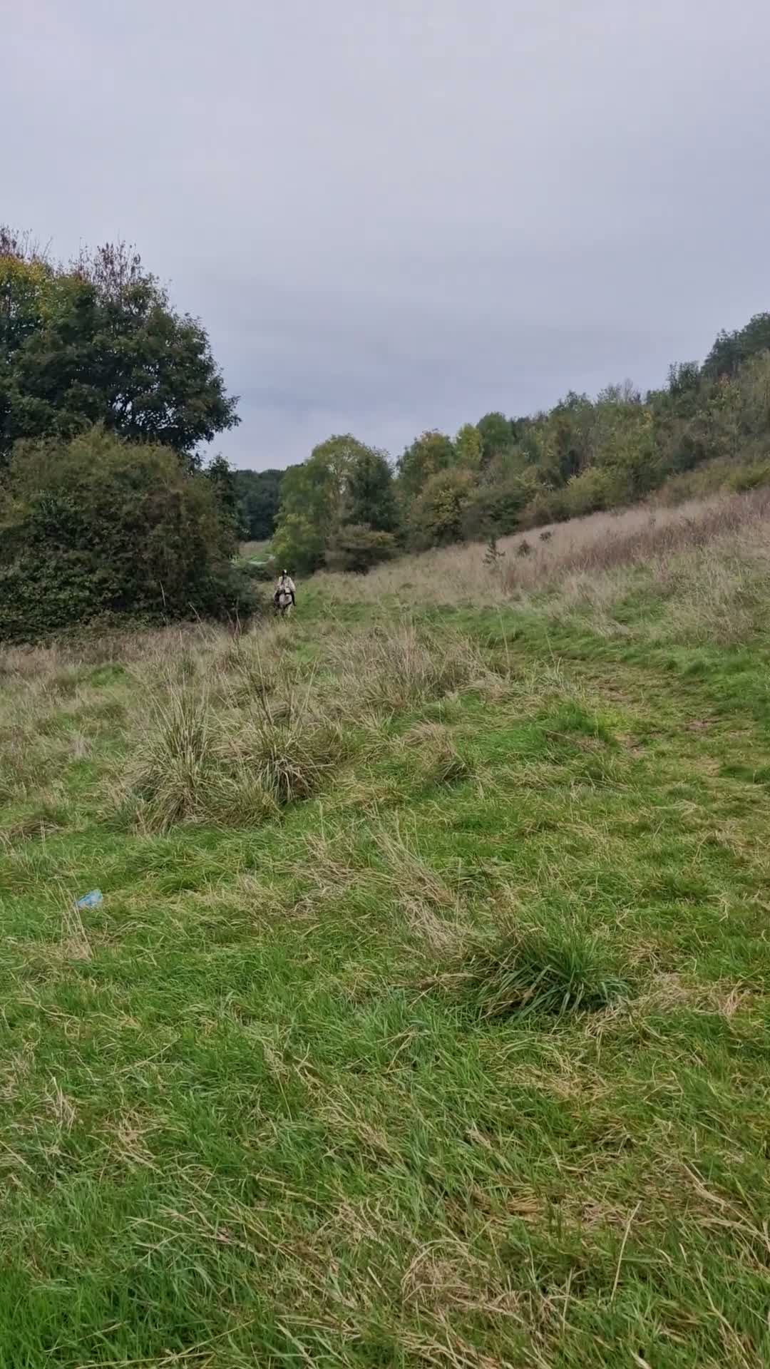 Irish Cob horses for sale: Bindi the unicorn - Video 2