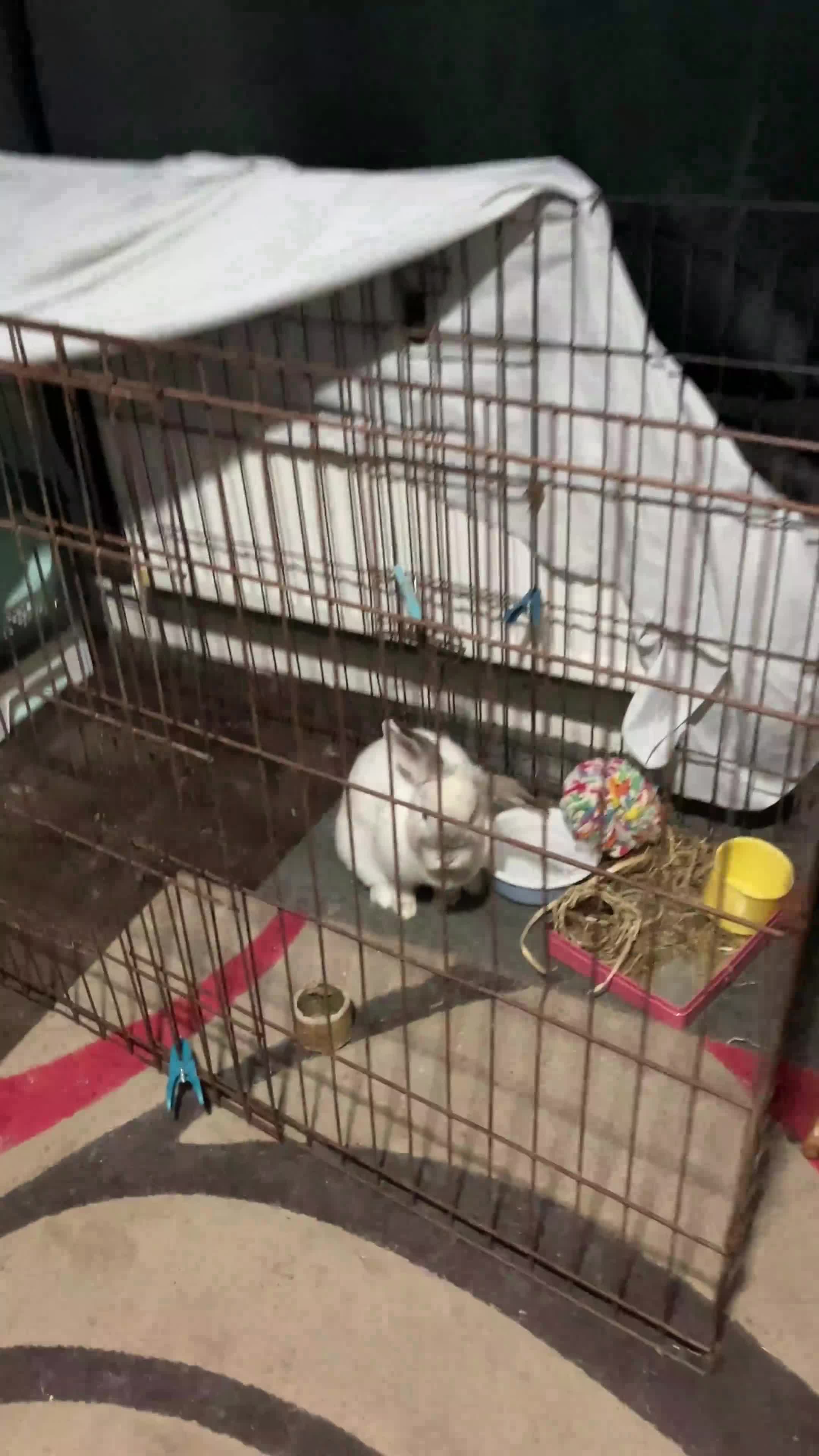 Mini Lop rabbits for sale: Doe pretty bunny for sale🩷 - Video 1