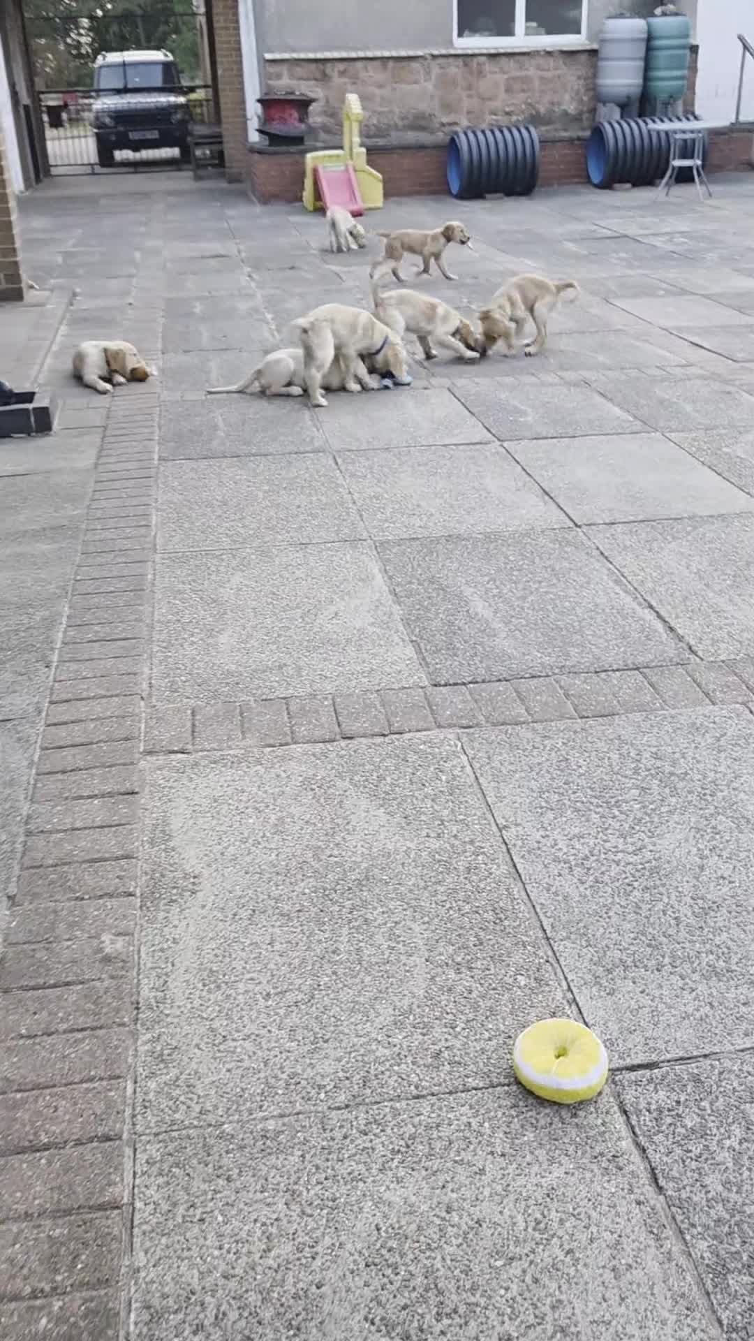 Golden Retriever dogs for sale: Beautiful golden retrivers - Video 2