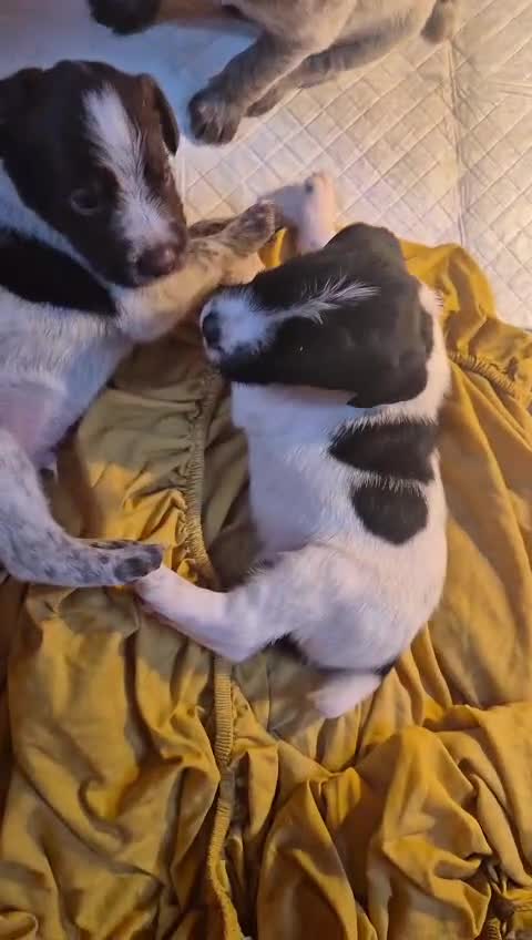 Mixed Breed dogs for sale: German Wirehaired Pointer x Springer Spaniel Pups - Video 2